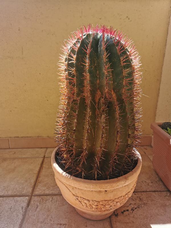 Ferocactus Staineisii 06.jpg